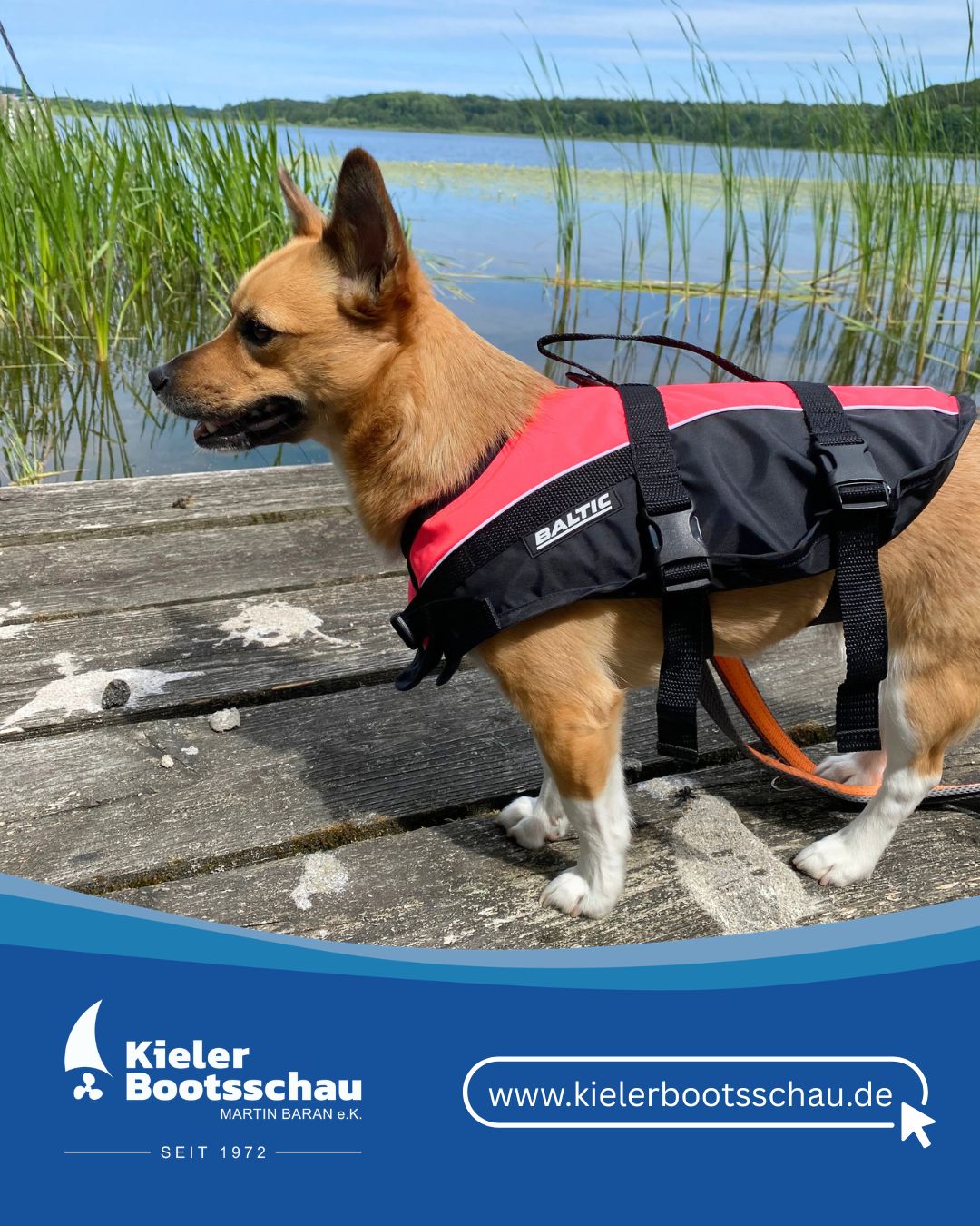 Schwimmwesten für Hunde bei uns im Shop in Kiel